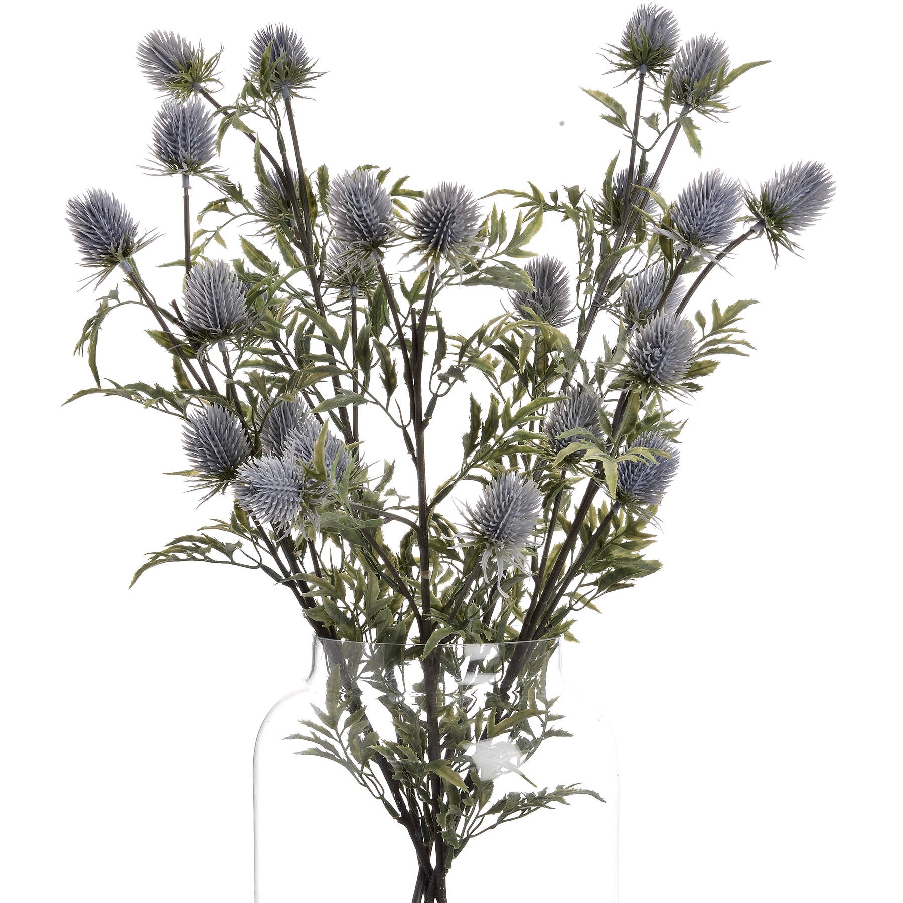 Eryngium Thistle_4771