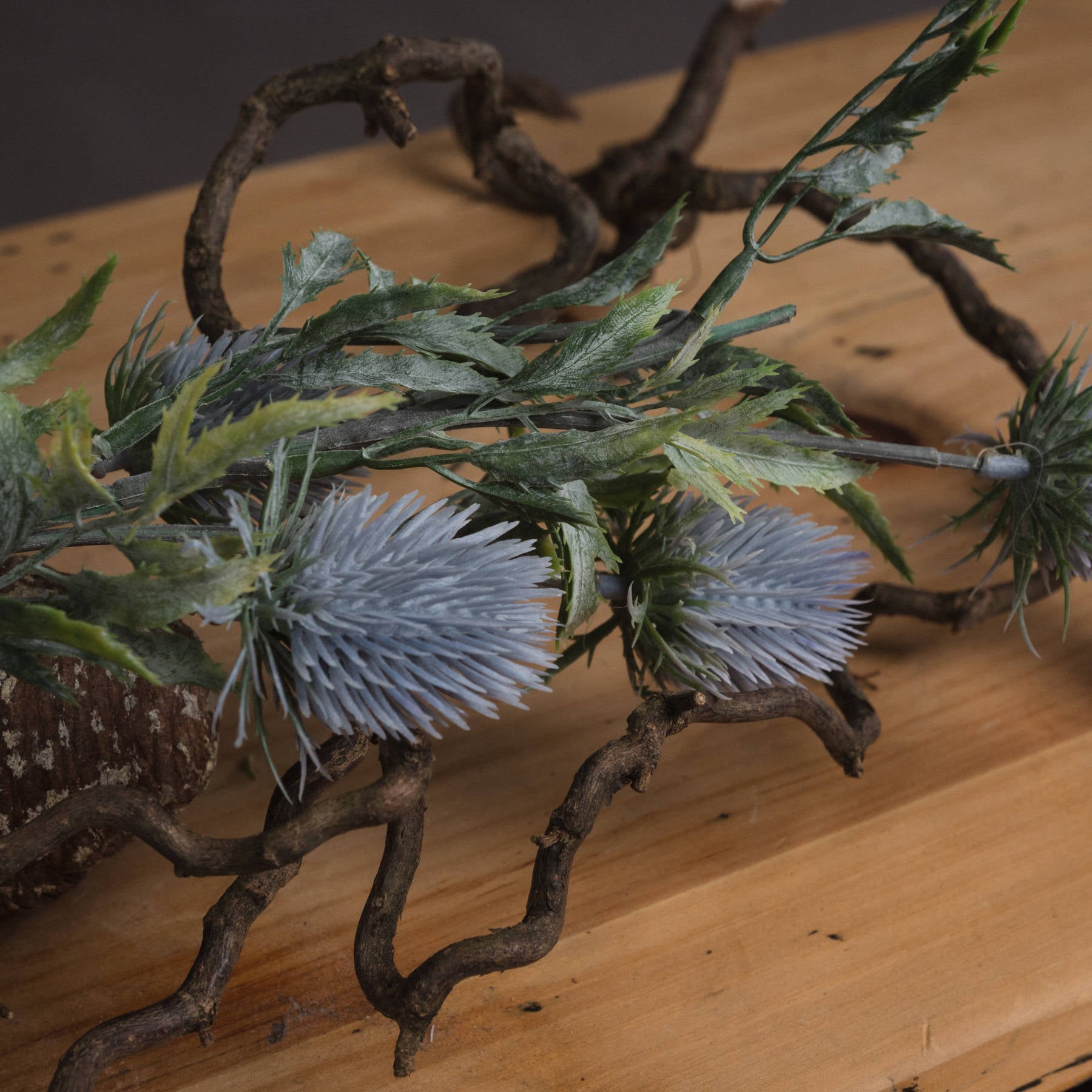 Eryngium Thistle_4770