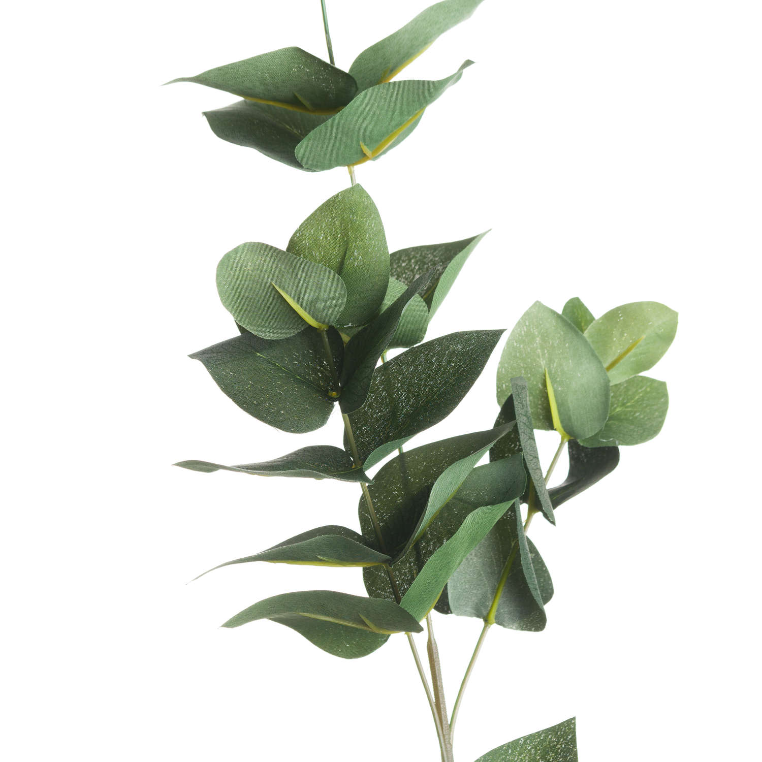 Eucalyptus Filler_4774