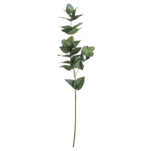 Eucalyptus Filler_4773