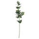 Eucalyptus Filler_4773