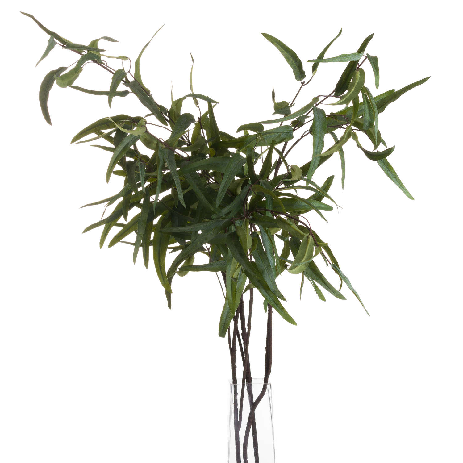 Eucalyptus Nicholii Spray_4779