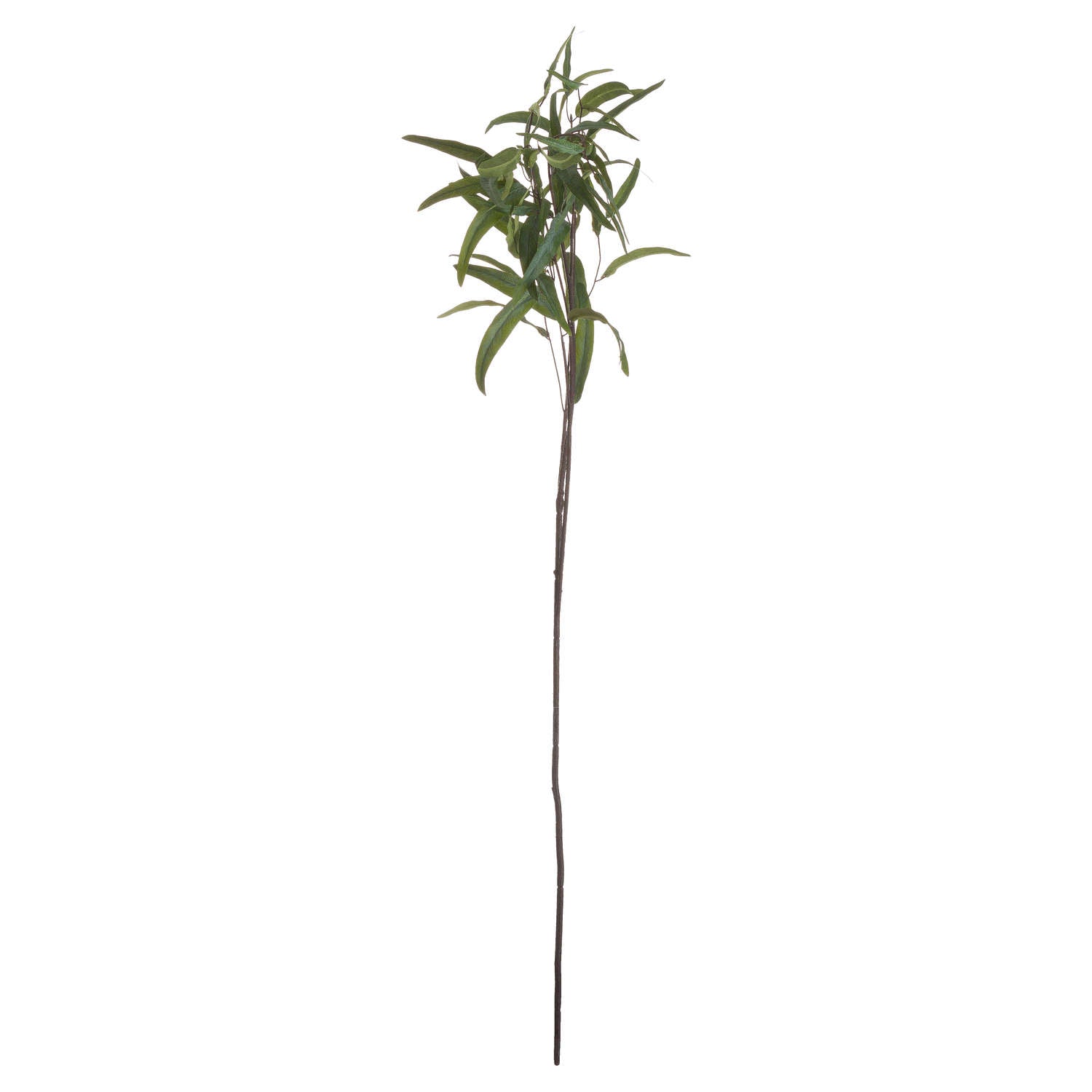 Eucalyptus Nicholii Spray_4781