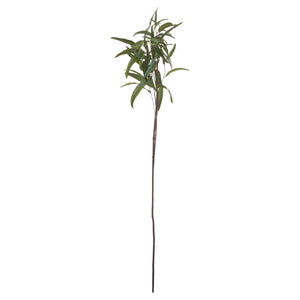 Eucalyptus Nicholii Spray_4781