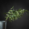 Eucalyptus Nicholii Spray_4777