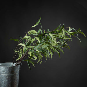 Eucalyptus Nicholii Spray_4777
