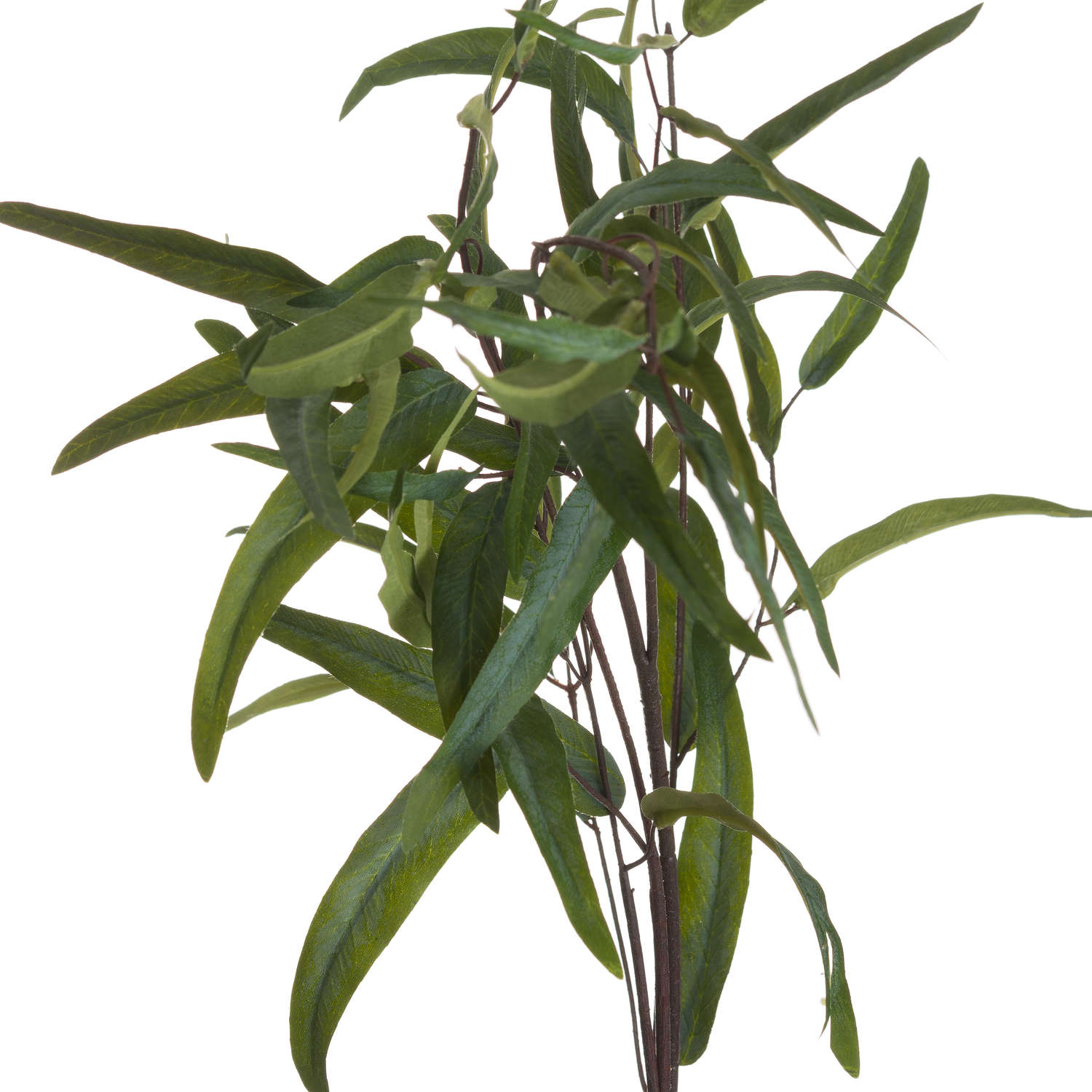 Eucalyptus Nicholii Spray_4780