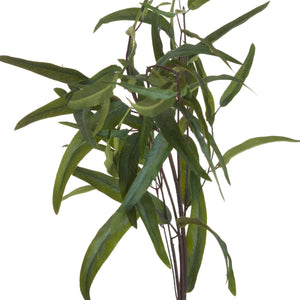 Eucalyptus Nicholii Spray_4780