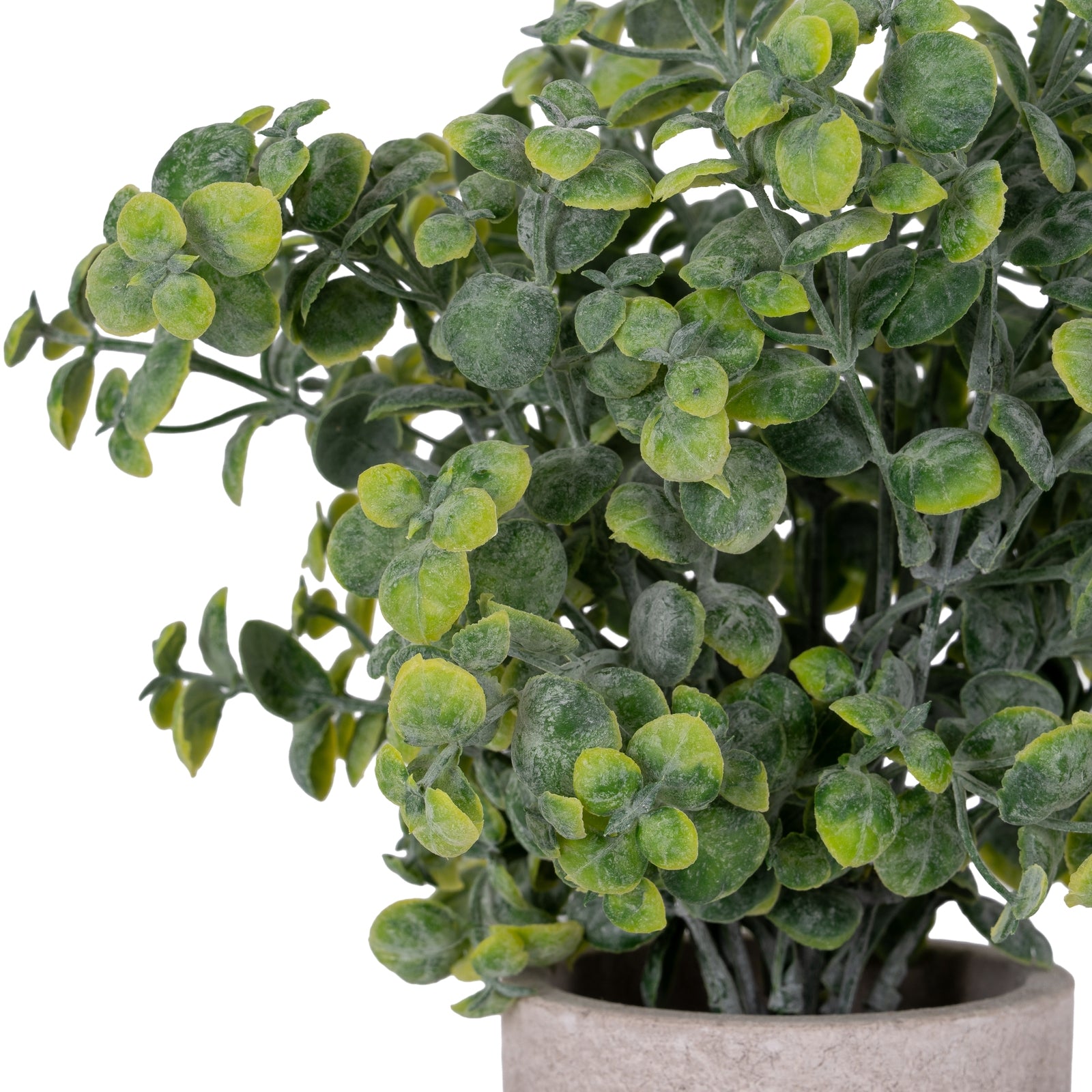 Eucalyptus Plant In Stone Effect Pot_1675