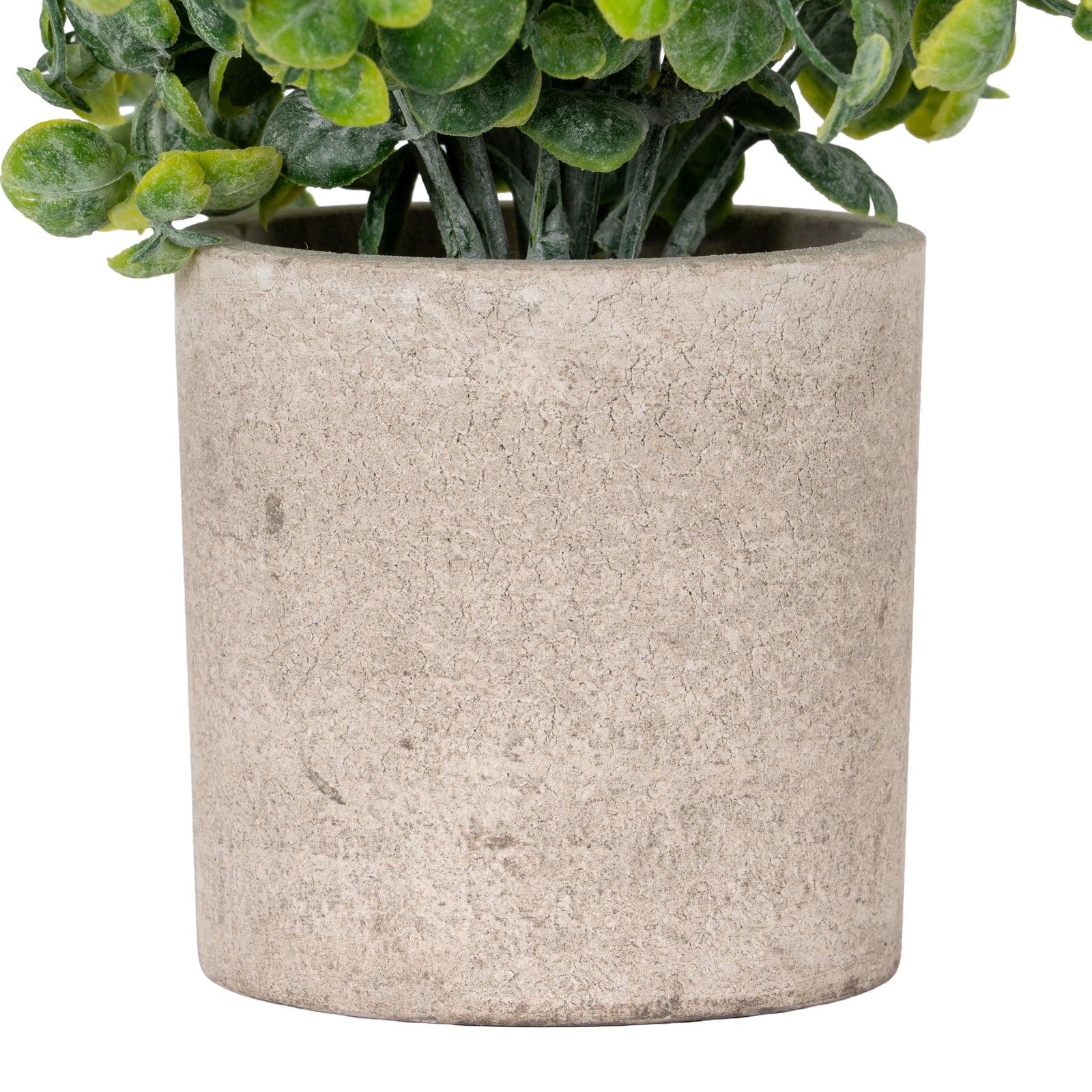 Eucalyptus Plant In Stone Effect Pot_1676