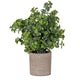 Eucalyptus Plant In Stone Effect Pot_1674