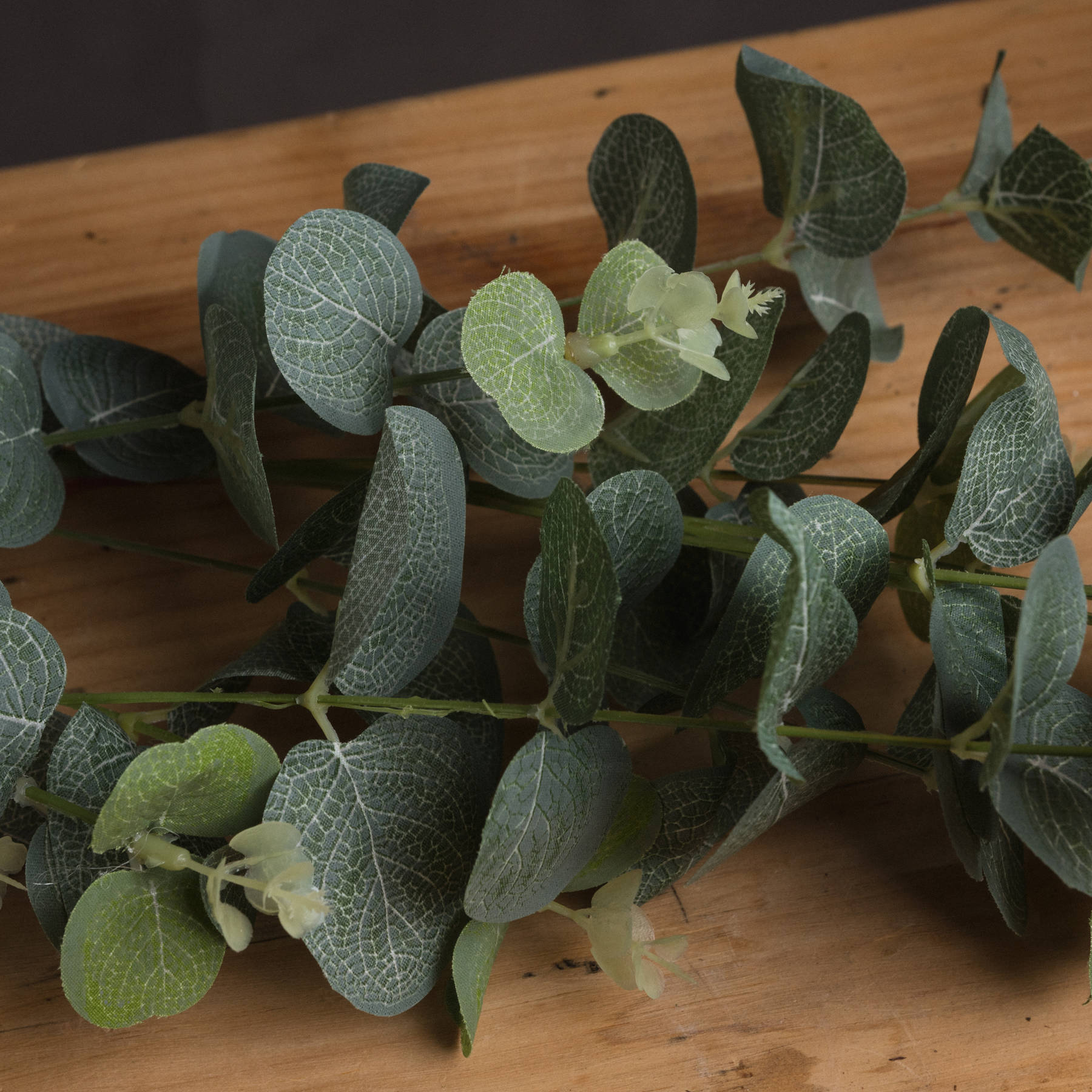Eucalyptus Spray_4784