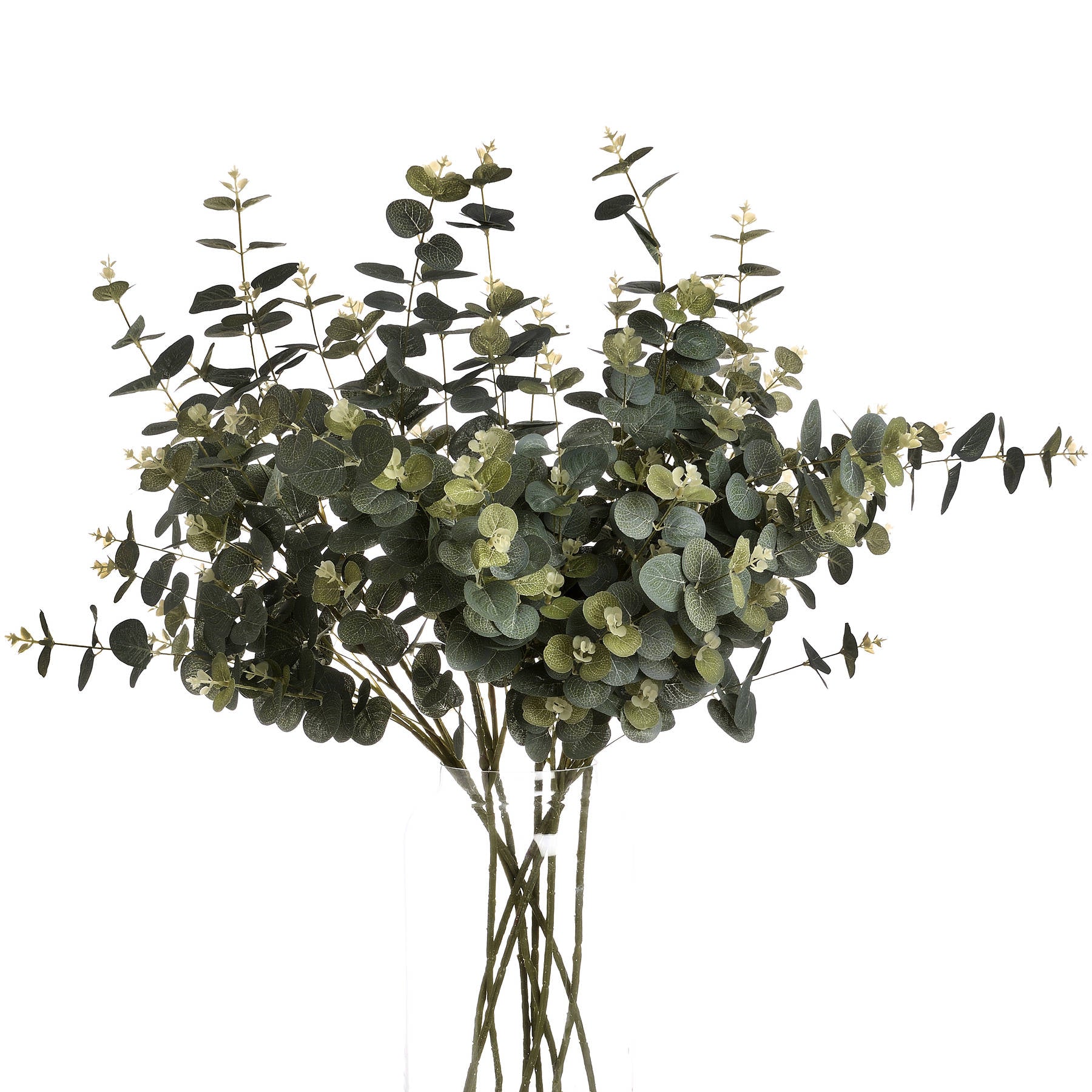 Eucalyptus Spray_4785