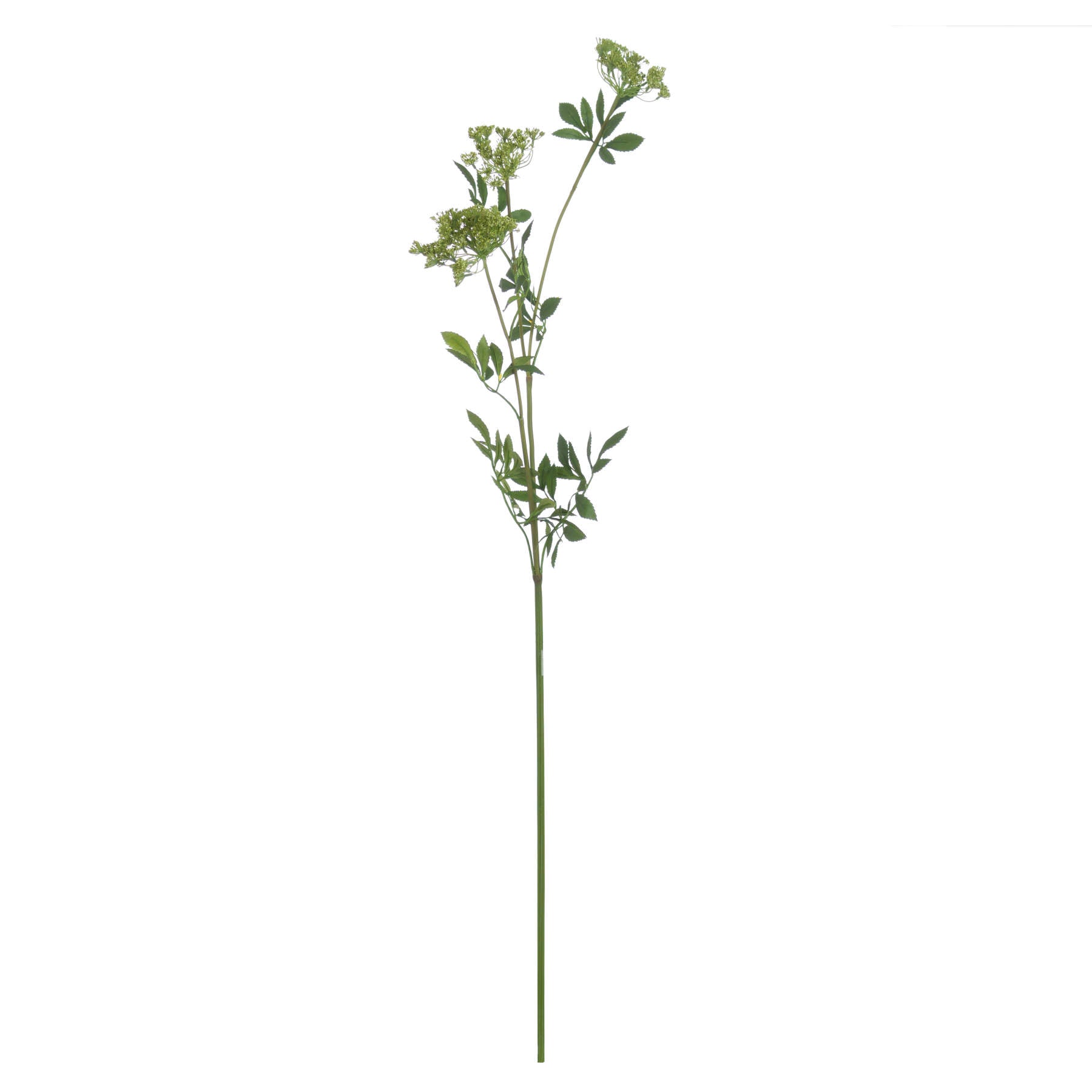 Faux Cow Parsley Ammi_4803