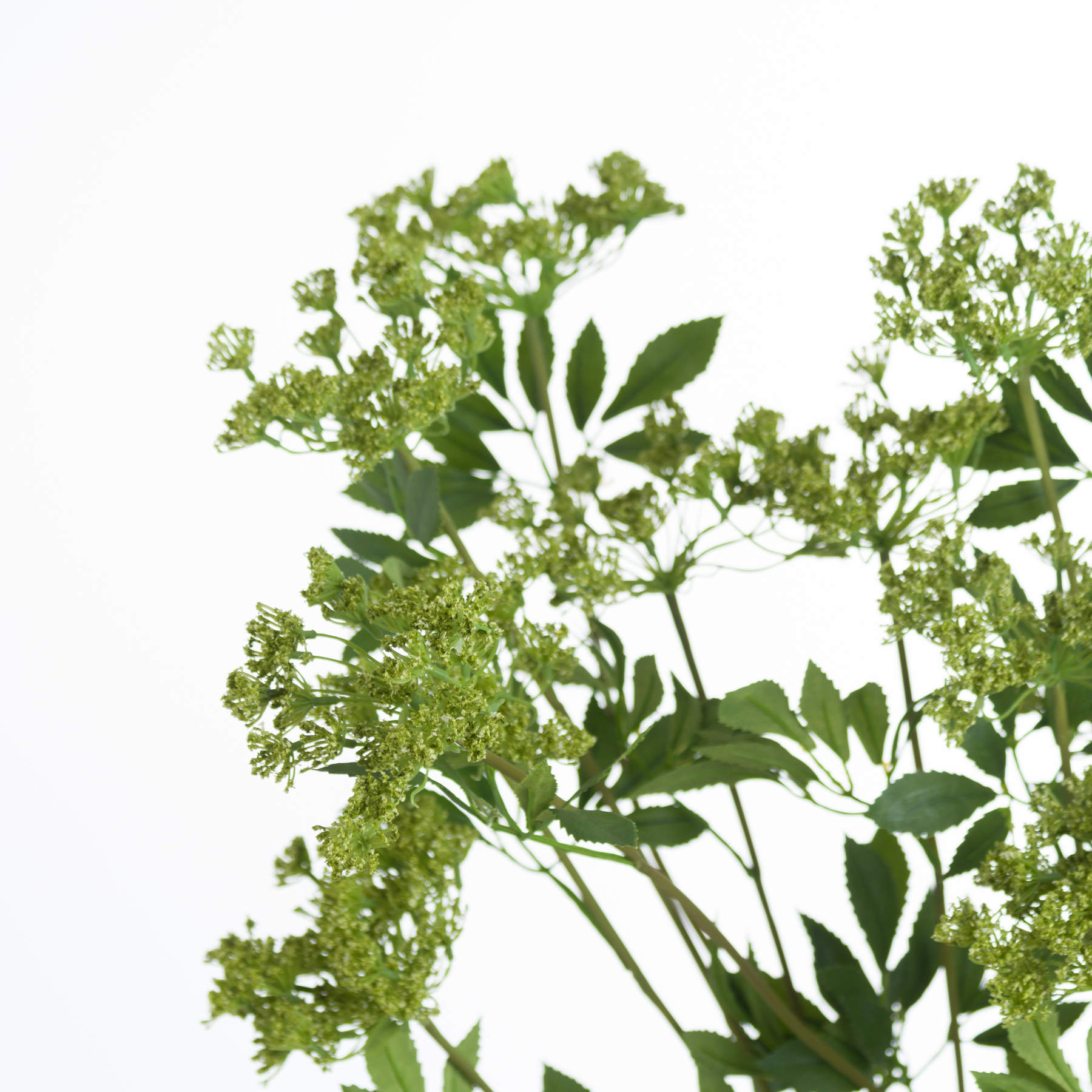 Faux Cow Parsley Ammi_4804