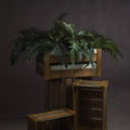 Fern Bunch_4816