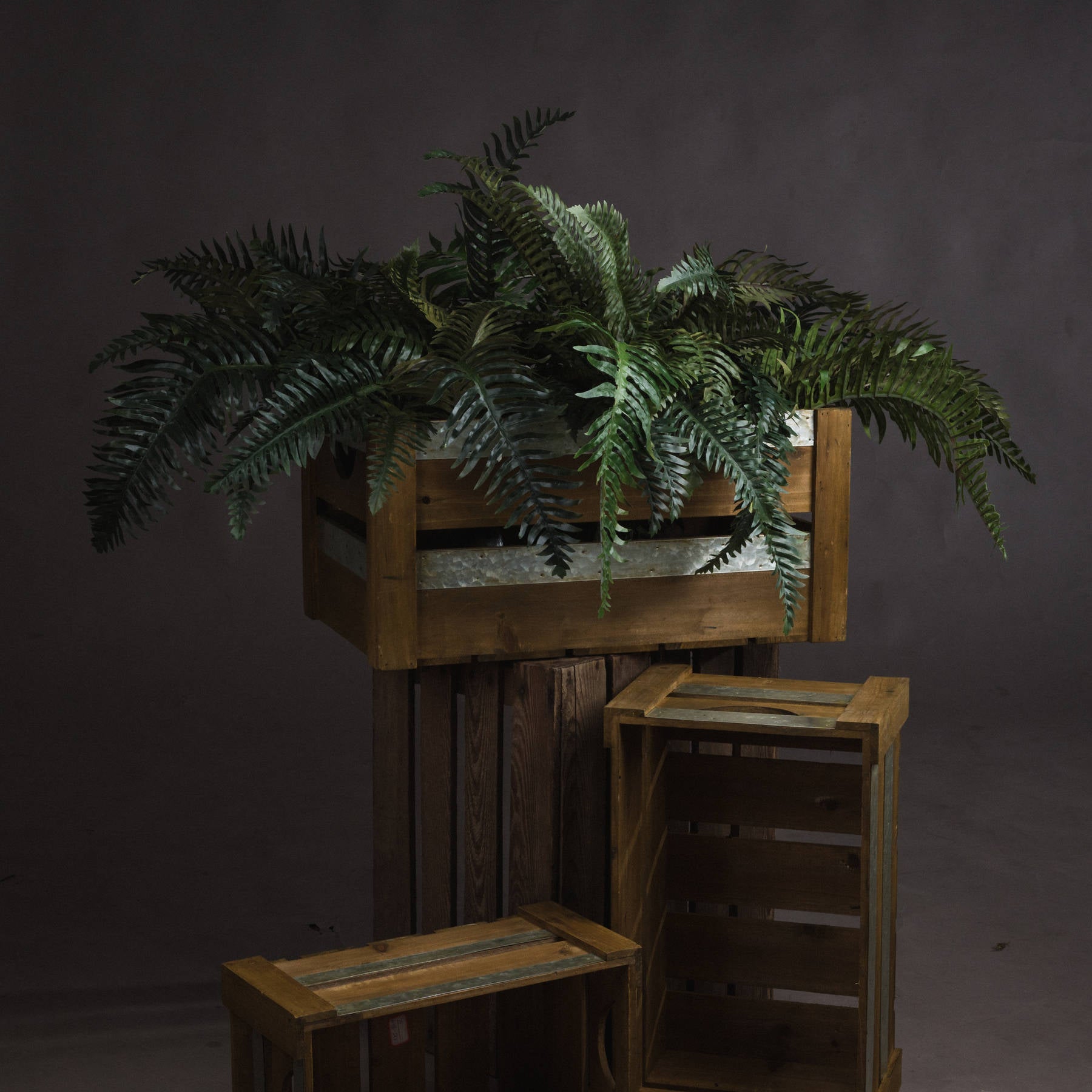 Fern Bunch_4816
