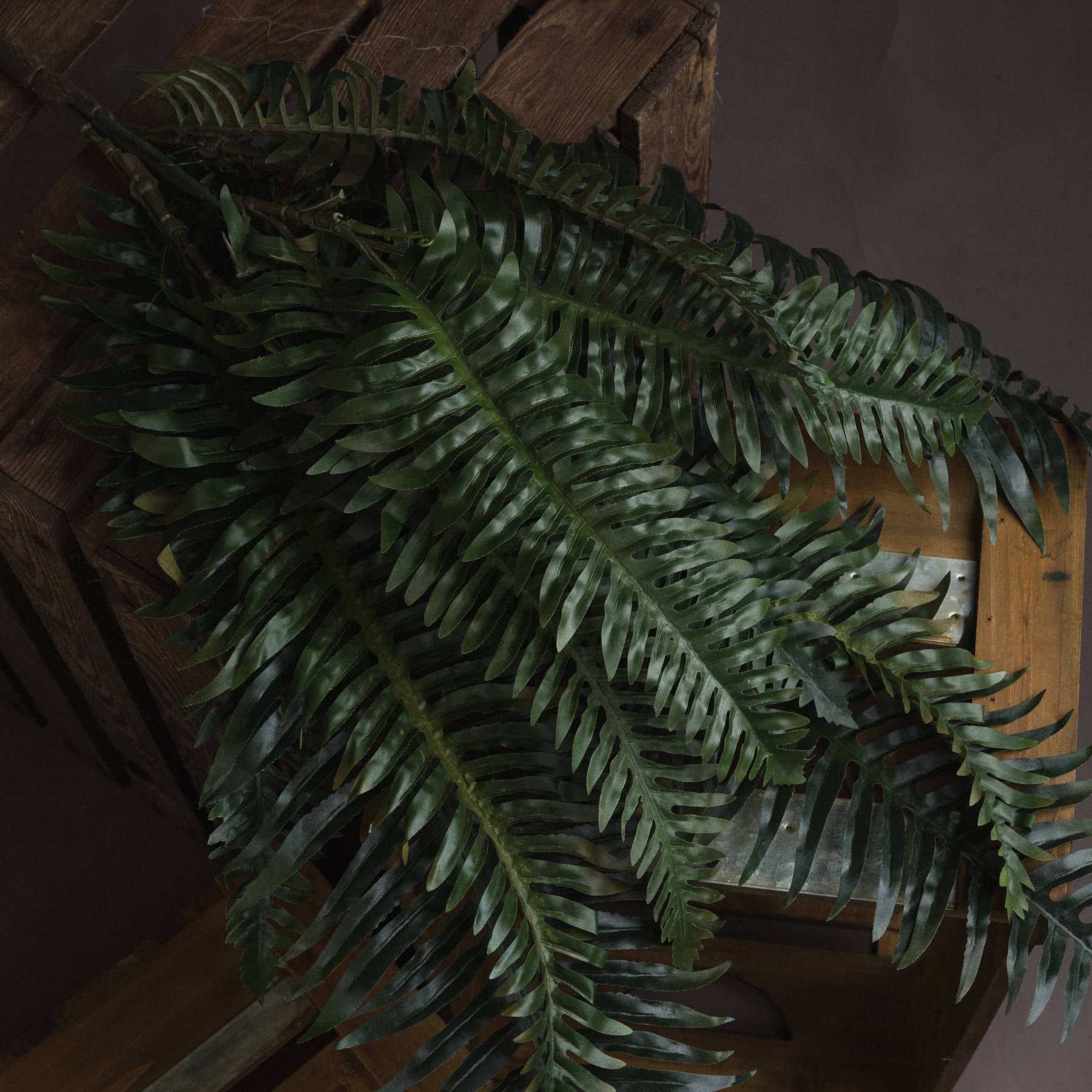 Fern Bunch_4817