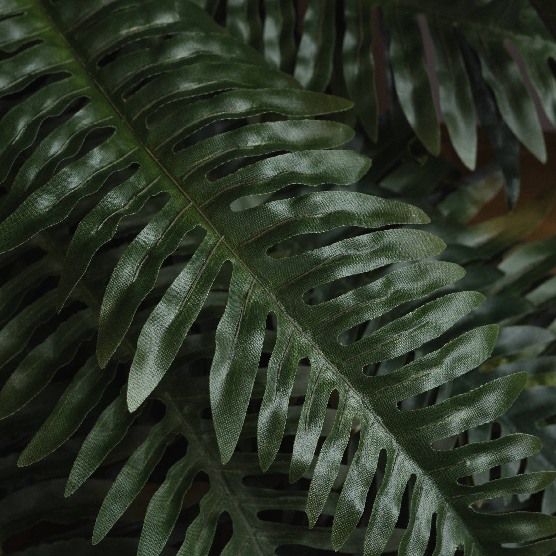 Fern Bunch_4818