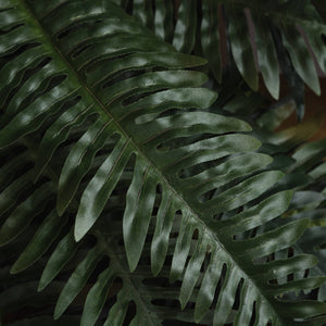 Fern Bunch_4818