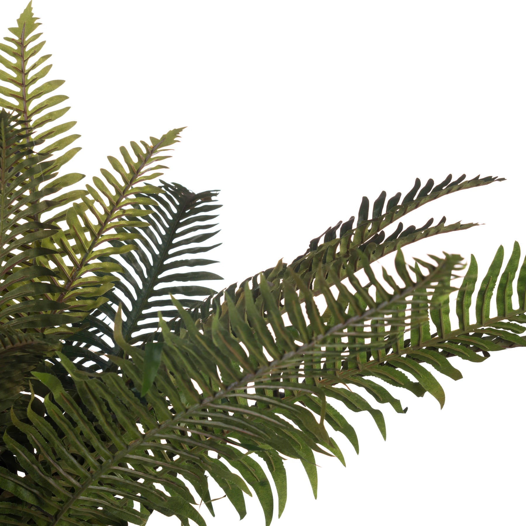 Fern Bunch_4820