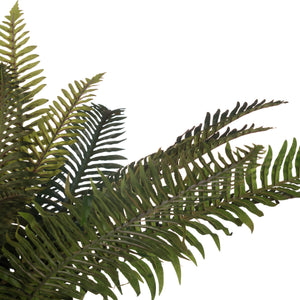 Fern Bunch_4820