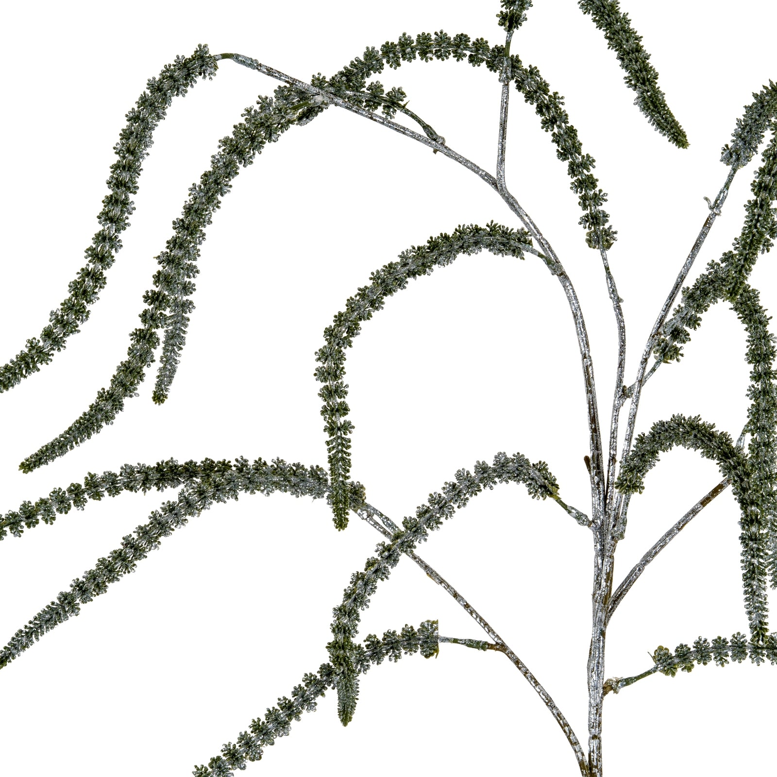Festive Amaranthus_1700