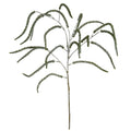 Festive Amaranthus_1699
