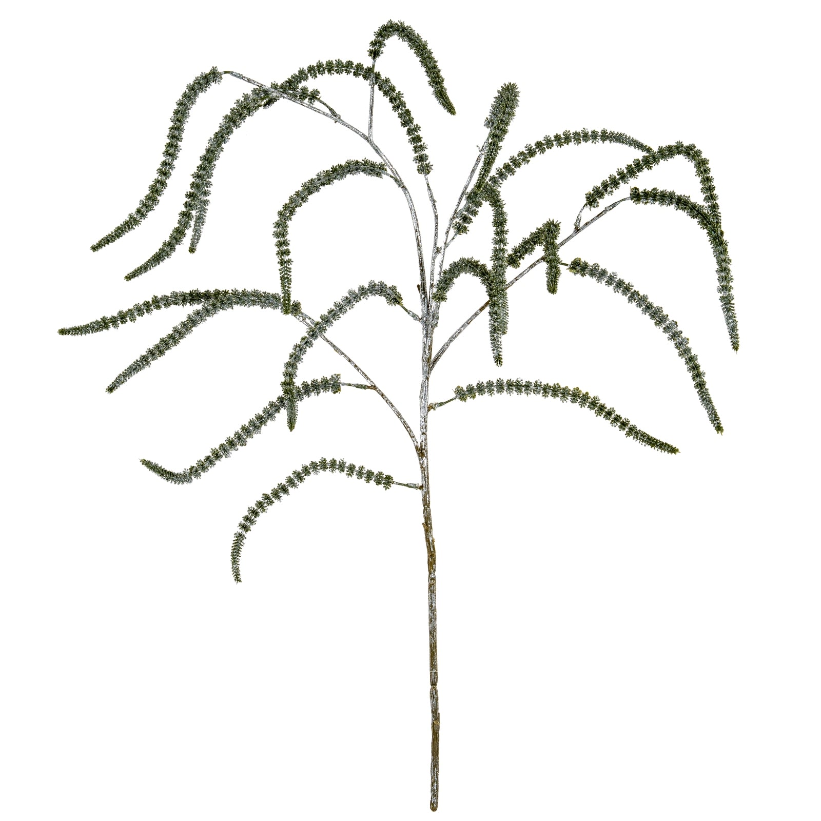 Festive Amaranthus_1699