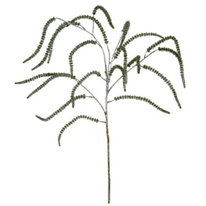 Festive Amaranthus_1699