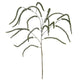 Festive Amaranthus_1699
