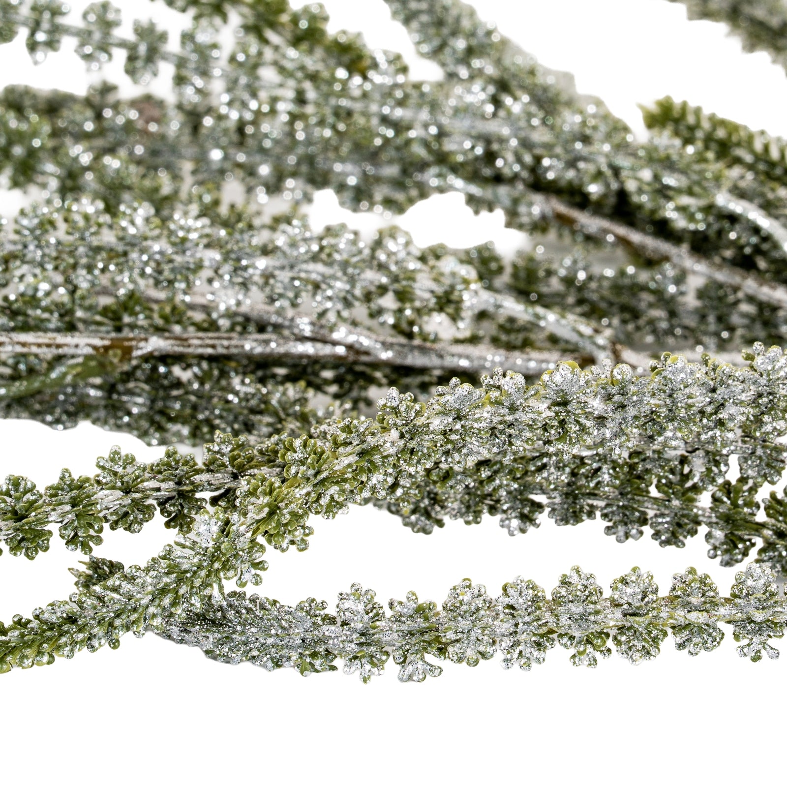 Festive Amaranthus_1701