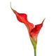 Fireball Calla Lily_4821