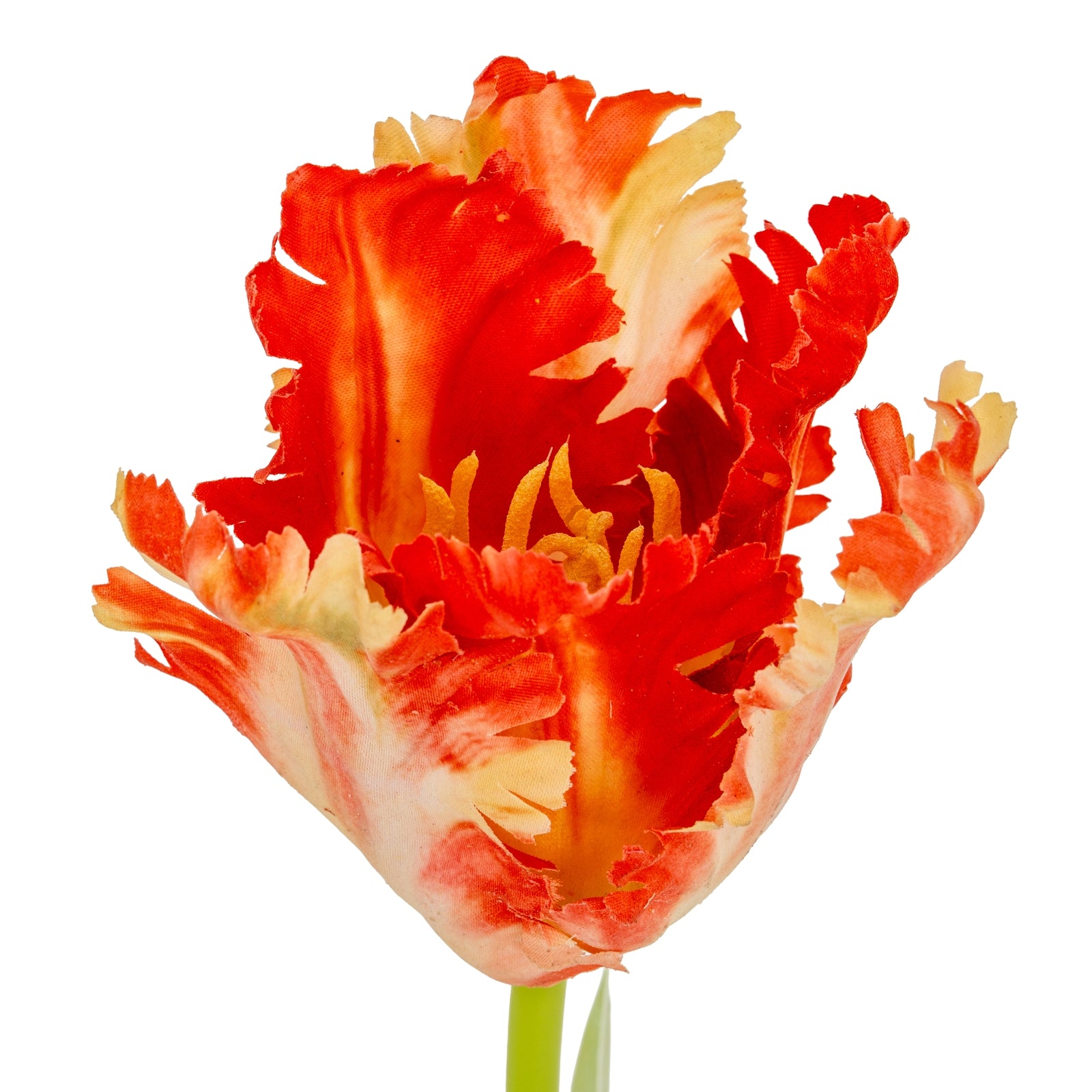 Flame Orange Parrot Tulip_4825
