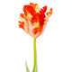 Flame Orange Parrot Tulip_4823