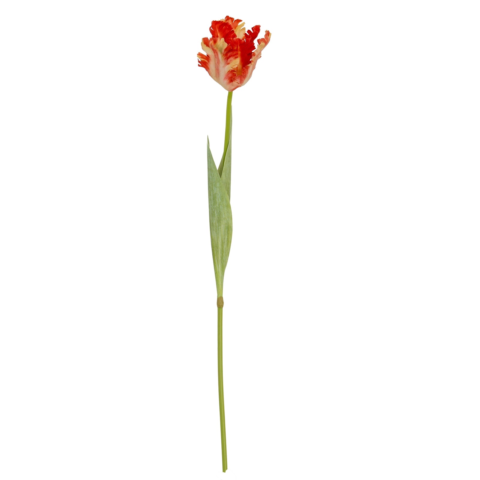 Flame Orange Parrot Tulip_4824