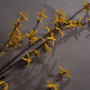 Forsythia_4828