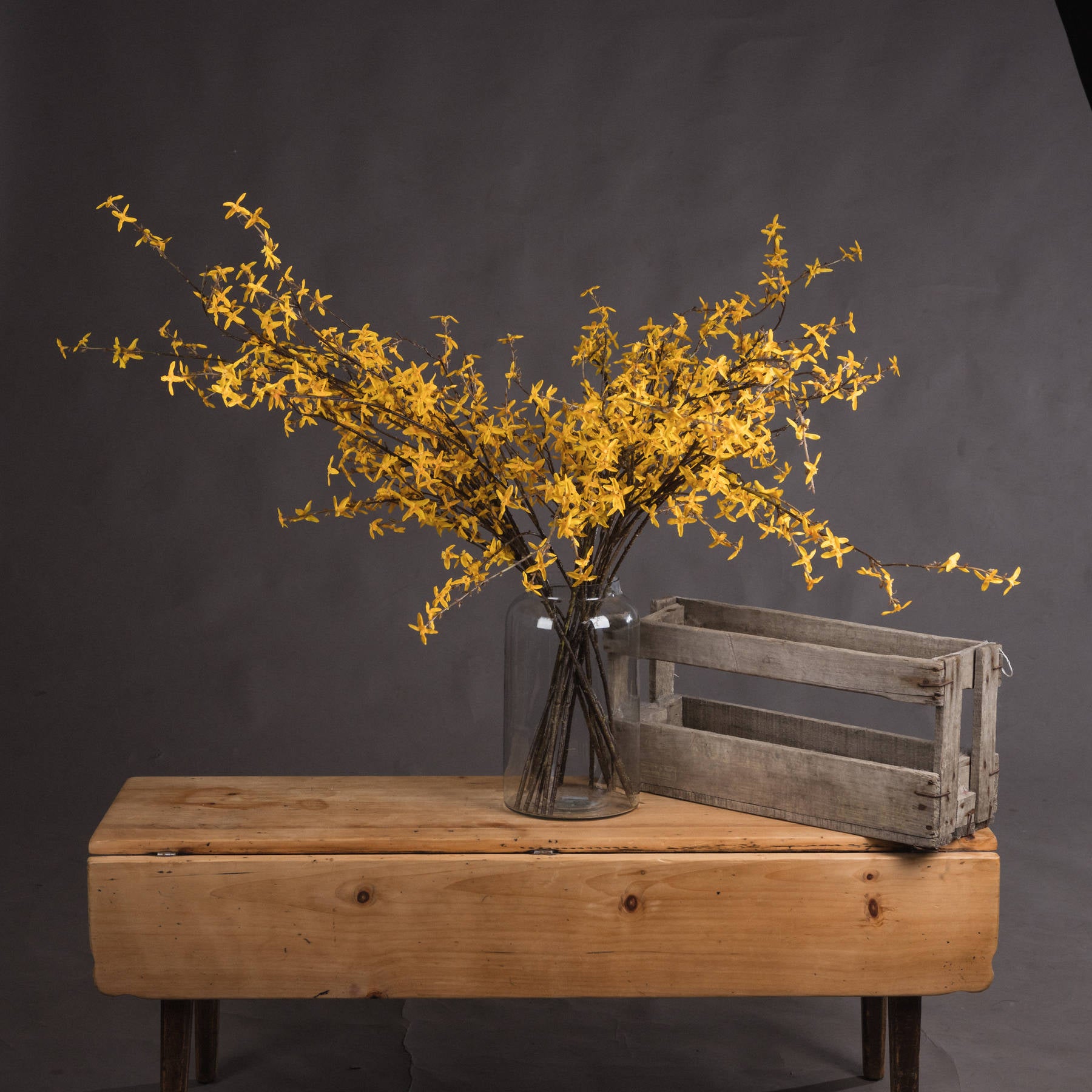 Forsythia_4826