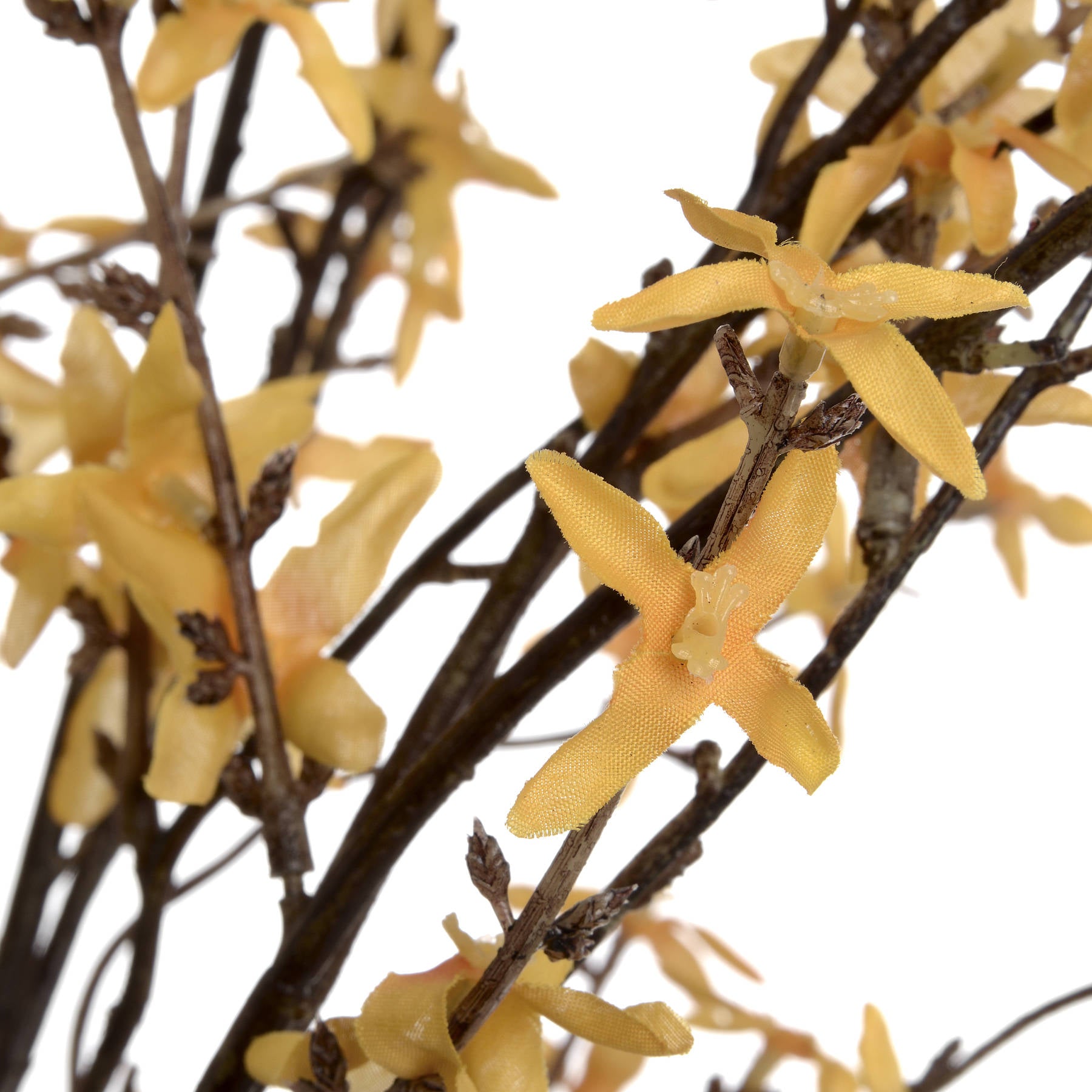 Forsythia_4830