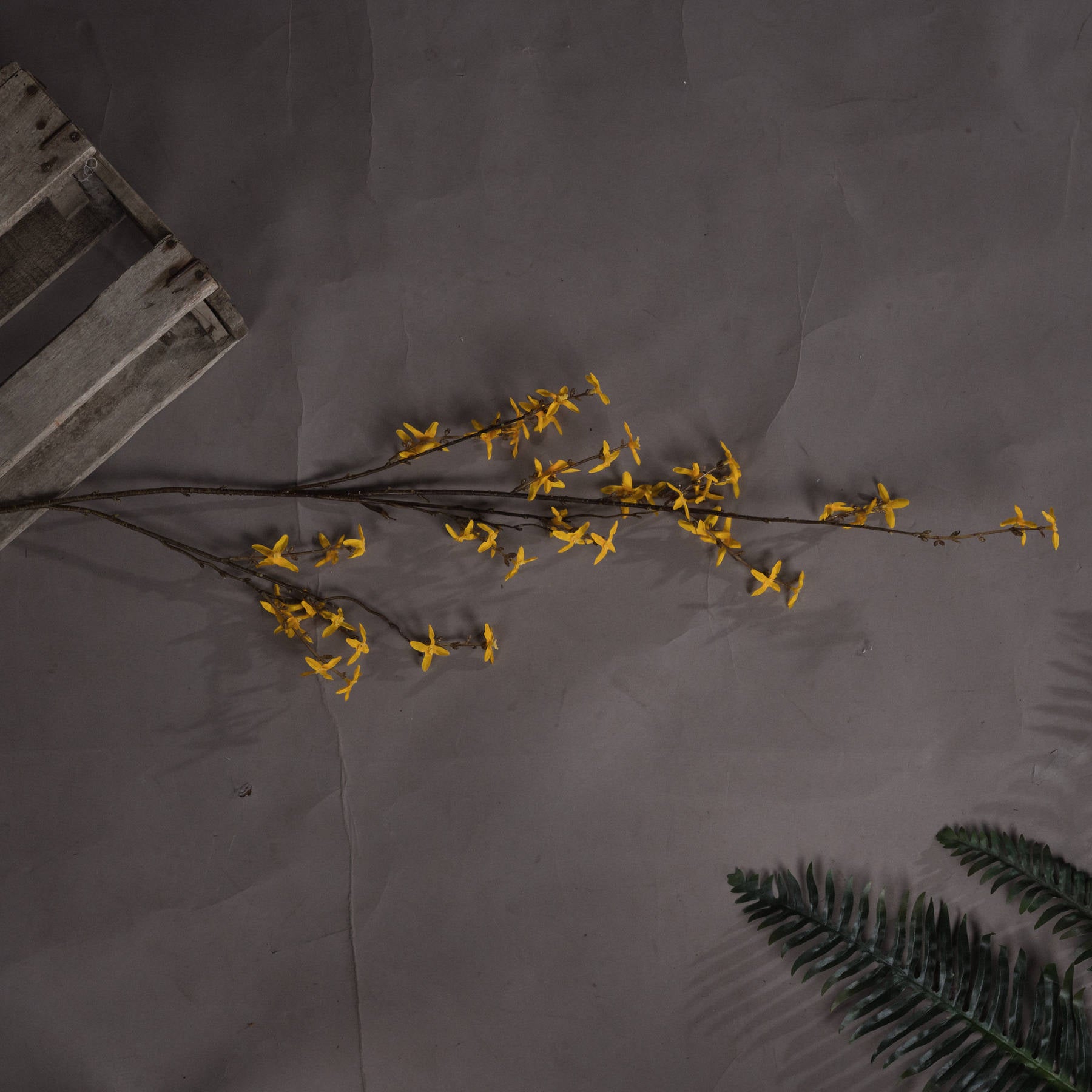 Forsythia_4827