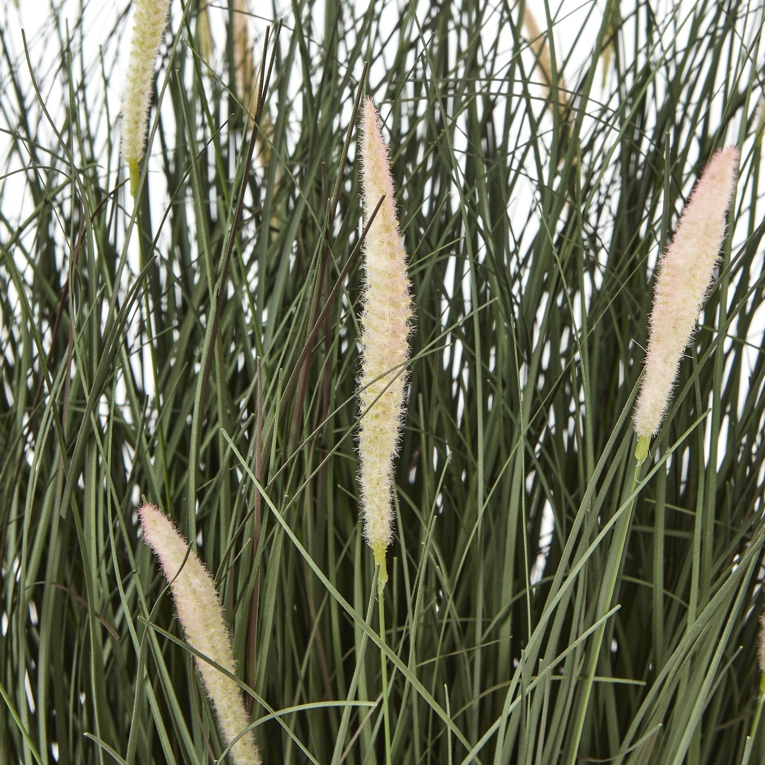 Fountain Grass Plant In Pot_5045