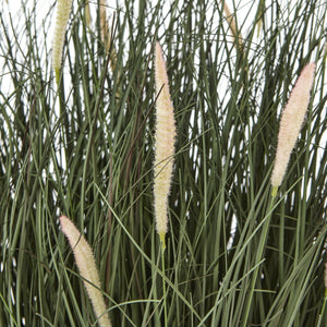Fountain Grass Plant In Pot_5045