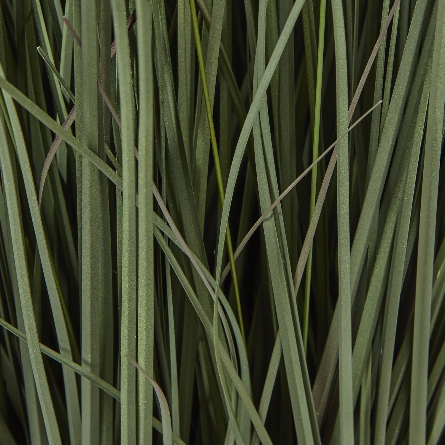 Fountain Grass Plant In Pot_5046