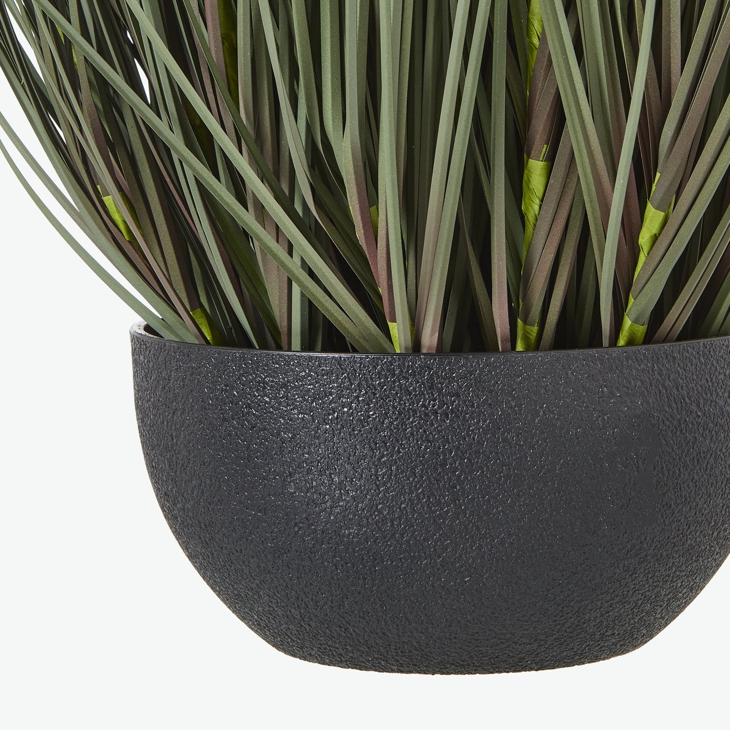 Fountain Grass Plant In Pot_5047