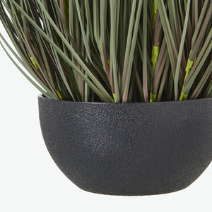 Fountain Grass Plant In Pot_5047