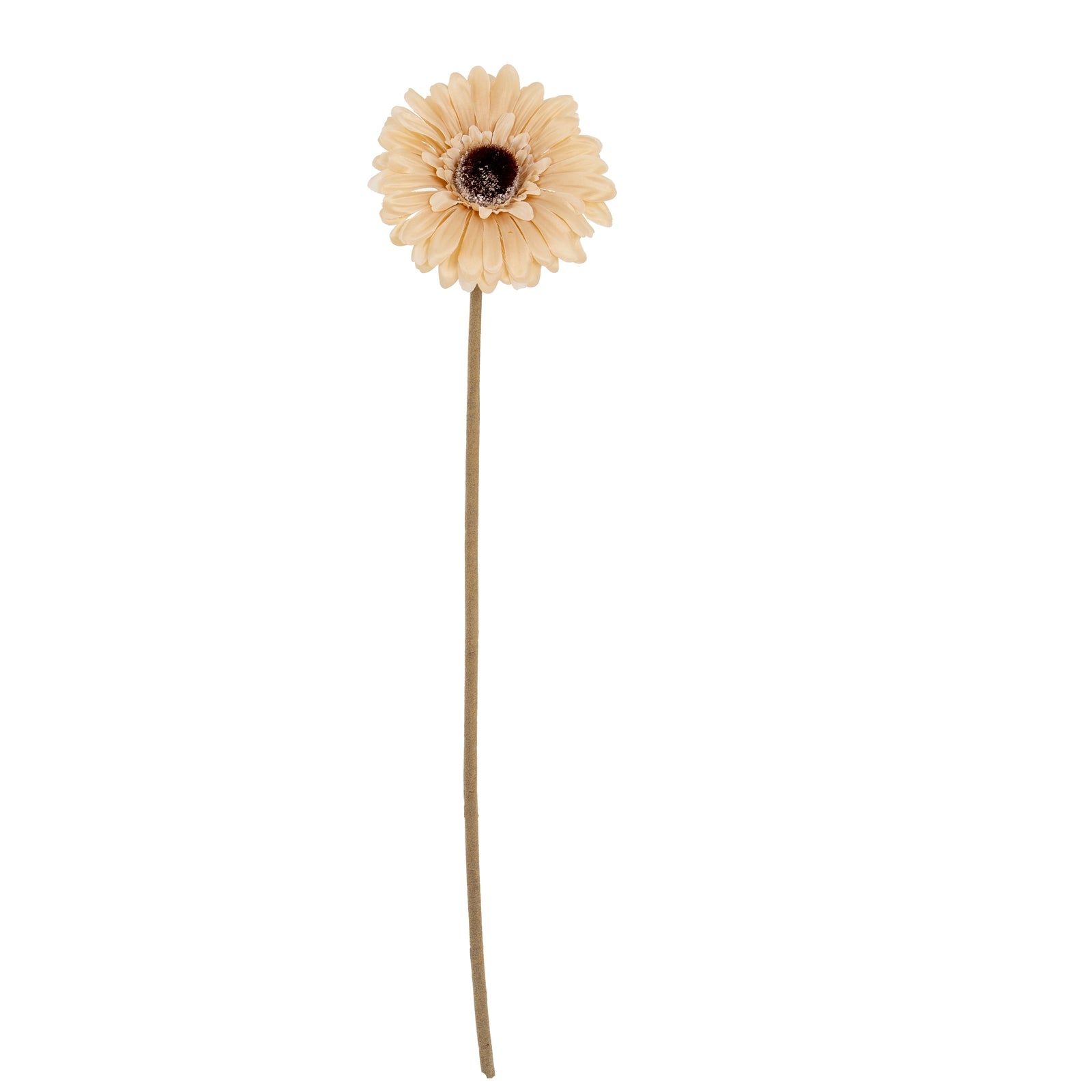 Gerbera Stem_4628