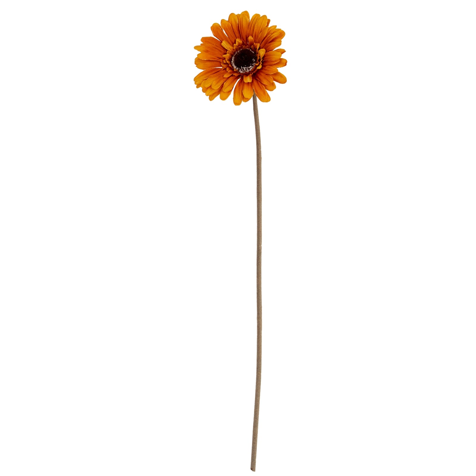 Gerbera Stem_5547