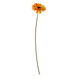 Gerbera Stem_5303