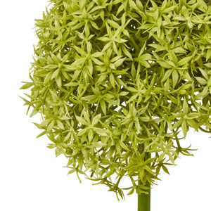 Giant Allium Stem_4904