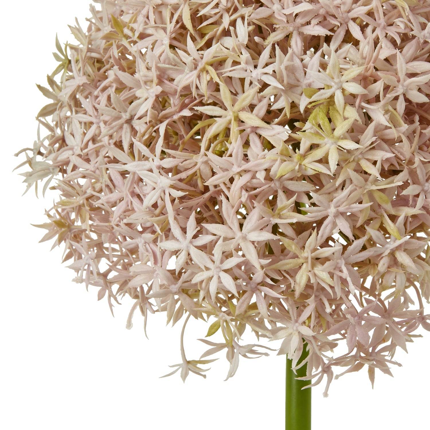 Giant Allium Stem_5221